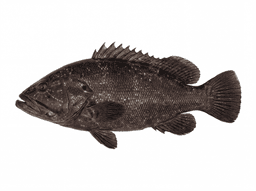 Warsaw Grouper