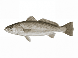 Weakfish