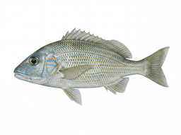 White Grunt