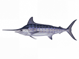 White Marlin