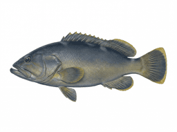Yellow Edge Grouper