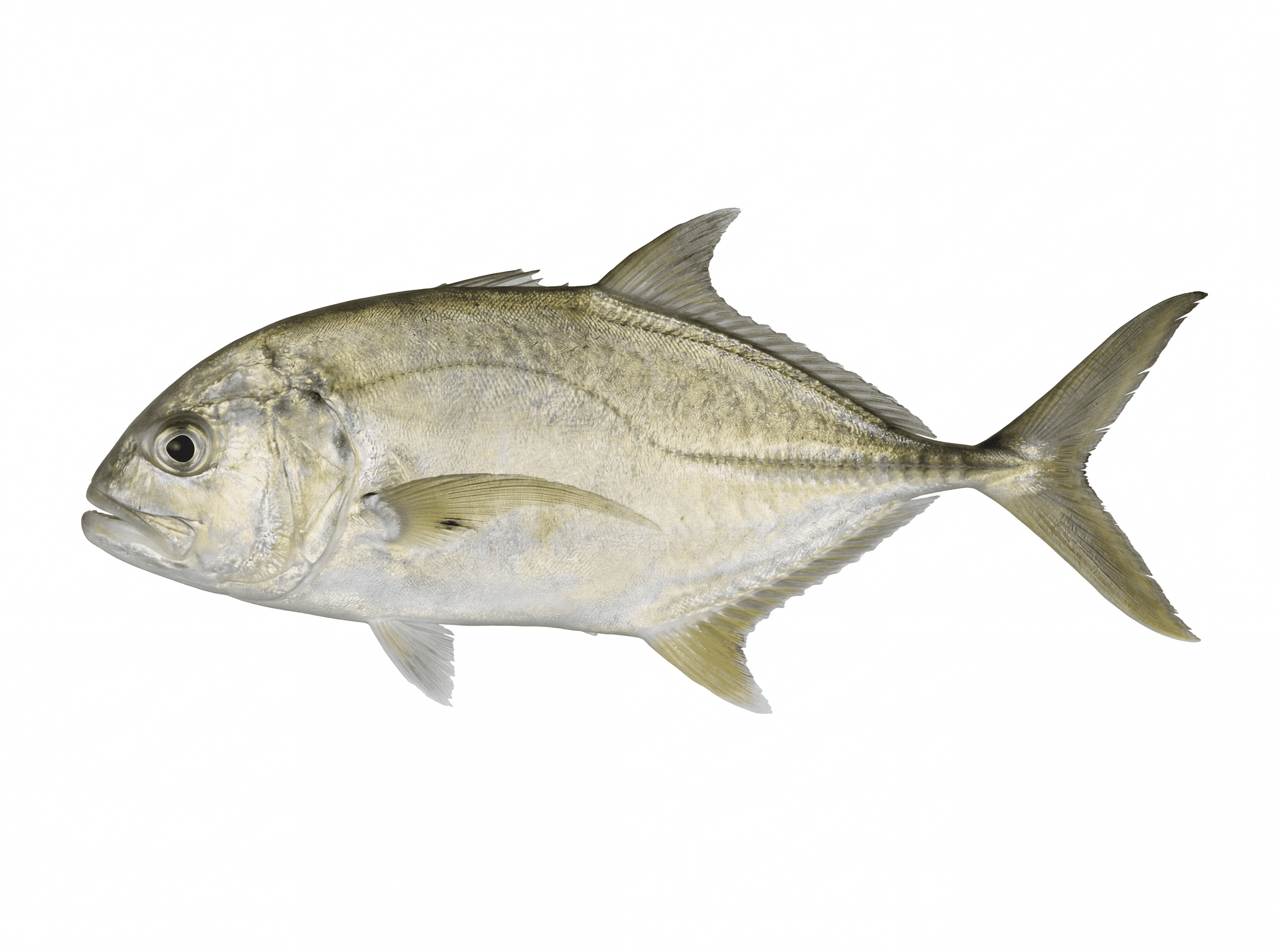 Yellow Jack