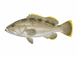 Yellowedge Grouper