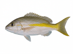 Yellowtail Snapper