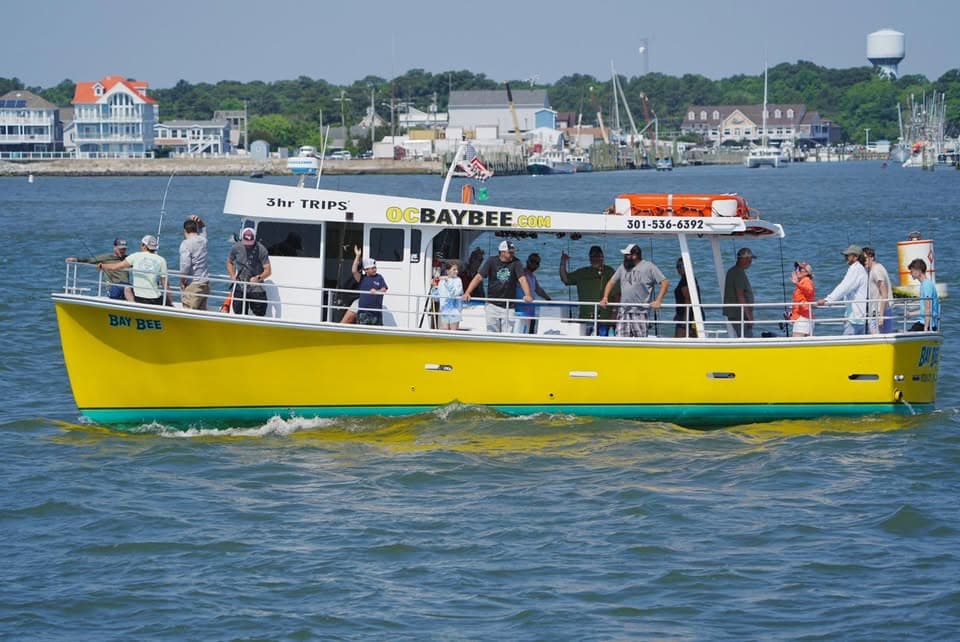 Bay Bee