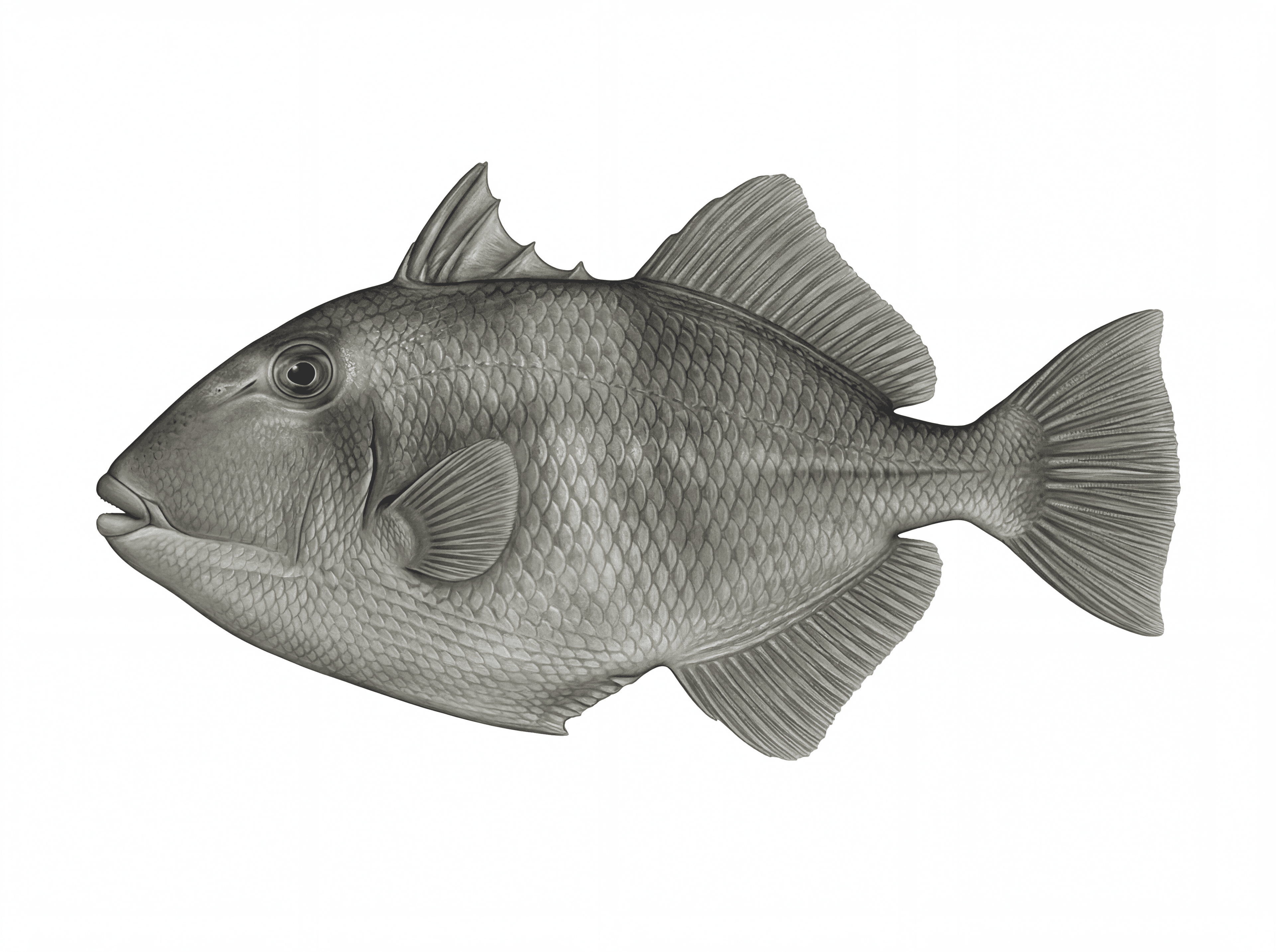 Gray Triggerfish